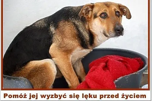 OSA - opiekun wirtualny potrzebny od zaraz,  śląsk