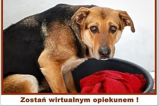 OSA - opiekun wirtualny potrzebny od zaraz,  śląsk