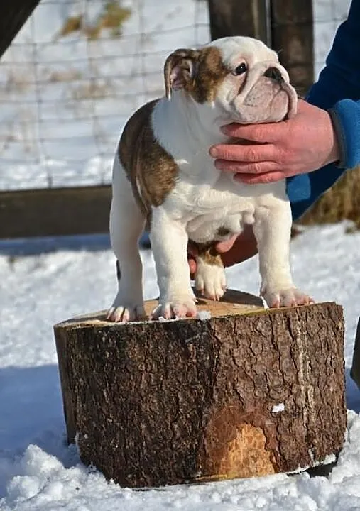 Buldog Angielski
