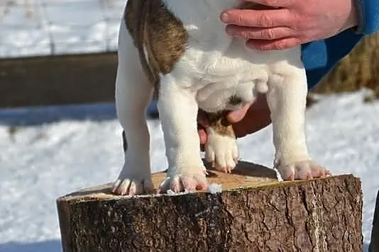 Buldog Angielski