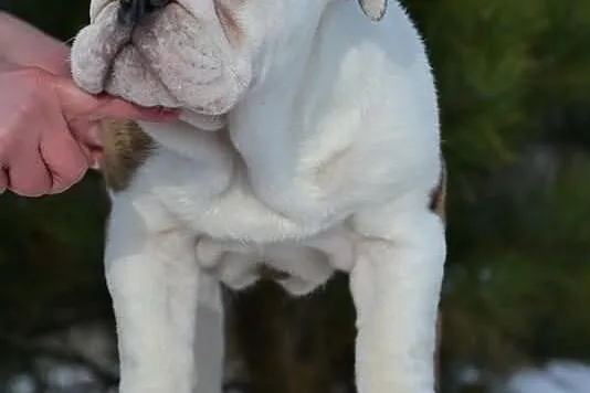 Buldog Angielski