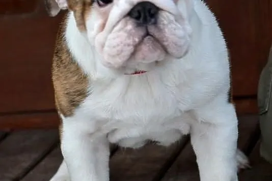 Buldog Angielski