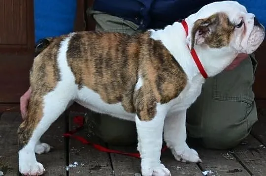 Buldog Angielski