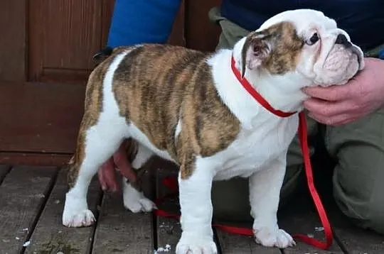 Buldog Angielski