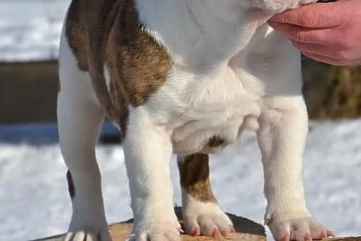 Buldog Angielski