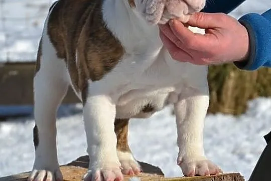 Buldog Angielski