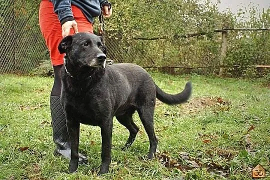 Przyjazny, grzeczny i łagodny-super mix labradora 