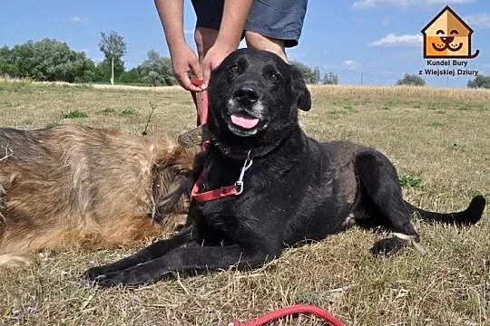 Przyjazny, grzeczny i łagodny-super mix labradora 