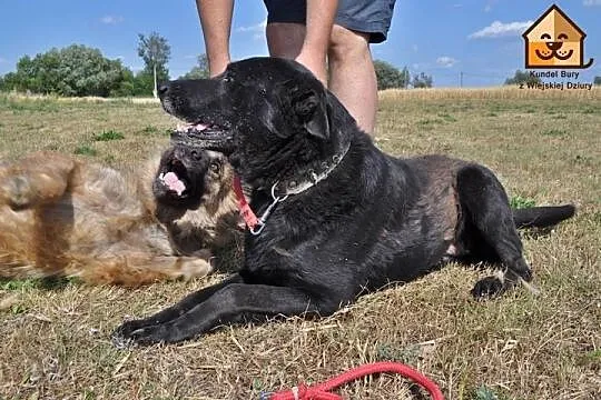 Przyjazny, grzeczny i łagodny-super mix labradora 
