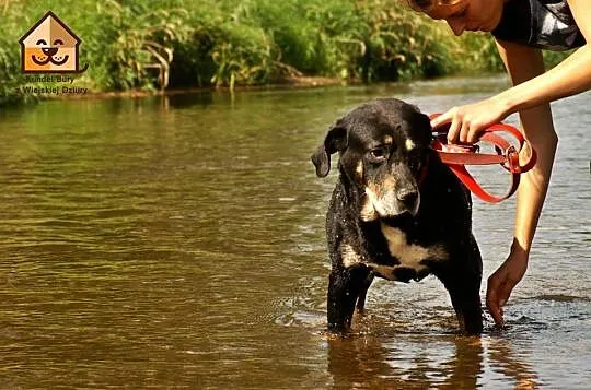Łagodny, bezproblemowy Ares w typie ROTTWEILERA sz