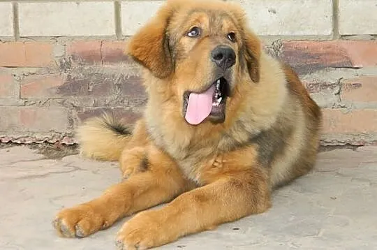Mastif Tybetański