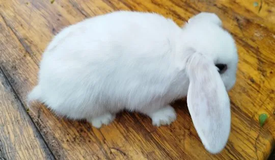 Królik karzełek Mini Lop, dziewczynka szuka nowego domu, , Miechów