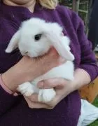 Królik karzełek Mini Lop, dziewczynka szuka nowego domu