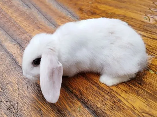 Królik karzełek Mini Lop, dziewczynka szuka nowego domu, , Miechów