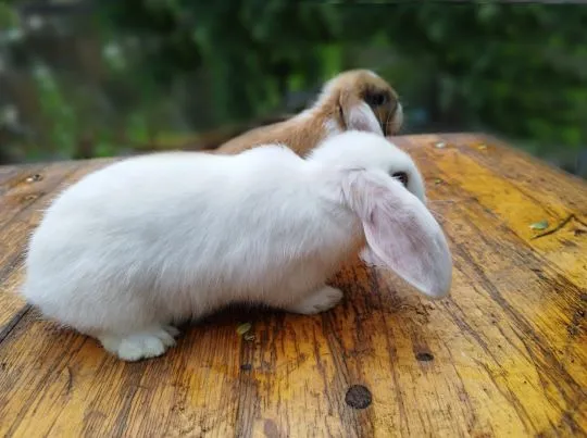 Królik karzełek Mini Lop, dziewczynka szuka nowego domu, , Miechów