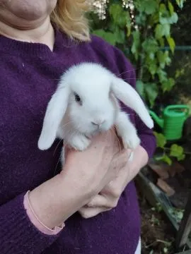 Królik karzełek Mini Lop, dziewczynka szuka nowego domu, , Miechów
