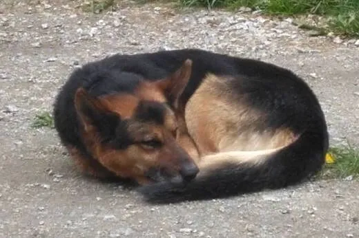 Cezar - trzyletni piękny, niewidomy owczarek szuka
