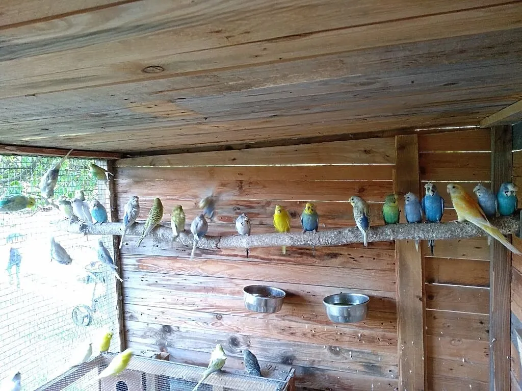 Świergotki, faliste blackwing, helikoptery, koroni, Śląskie, Czyżowice