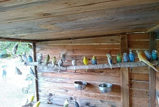 Świergotki, faliste blackwing, helikoptery, koroni, Śląskie, Czyżowice