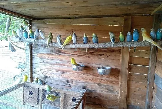 Świergotki, faliste blackwing, helikoptery, koroni, Śląskie, Czyżowice