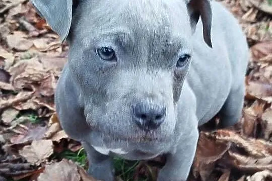 Mocny Amstaff, Lubelskie, Lublin