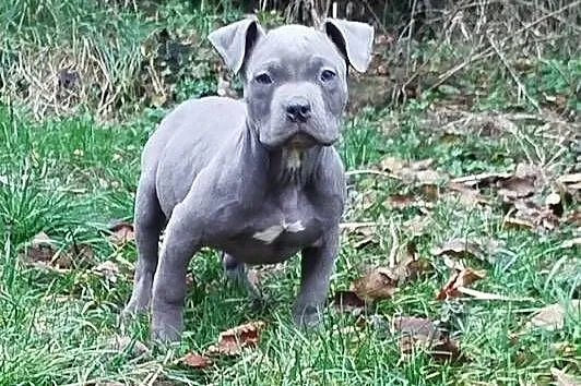 Mocny Amstaff, Lubelskie, Lublin