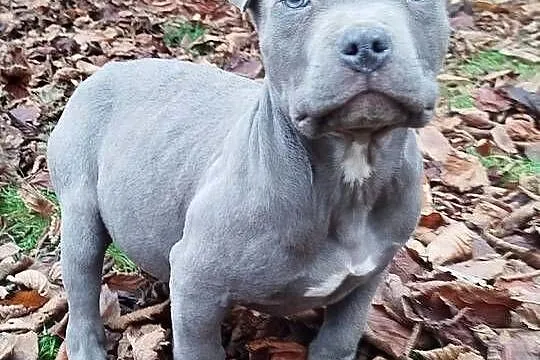 Mocny Amstaff, Lubelskie, Lublin