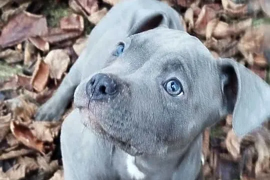 Mocny Amstaff, Lubelskie, Lublin