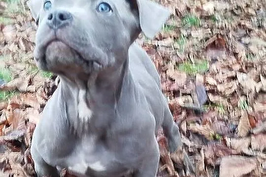 Mocny Amstaff, Lubelskie, Lublin