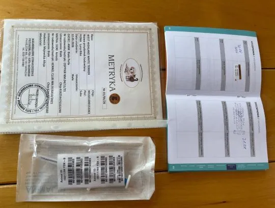 Sprzedam pieska Wester terrier. Ma dwa miesiące wszystkie szczepienia i zdrowy, , Wadowice