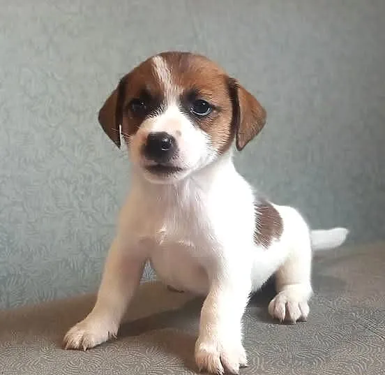 Jack Russell Terrier FCI, Mazowieckie, Winnica
