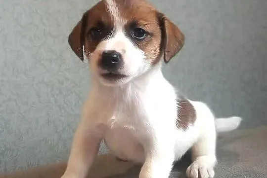 Jack Russell Terrier FCI, Mazowieckie, Winnica