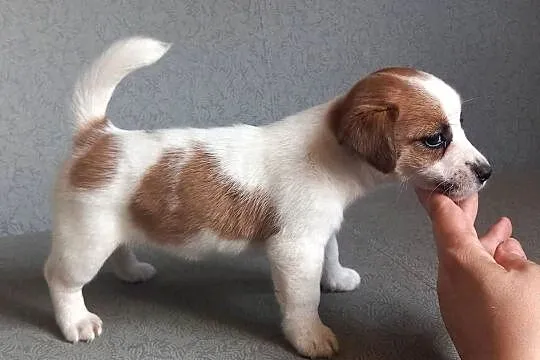 Jack Russell Terrier FCI, Mazowieckie, Winnica