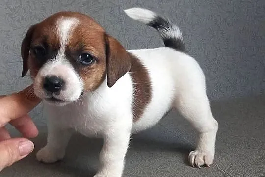Jack Russell Terrier FCI, Mazowieckie, Winnica