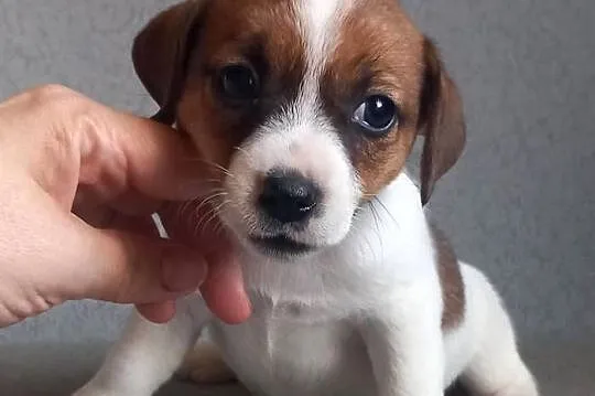 Jack Russell Terrier FCI, Mazowieckie, Winnica