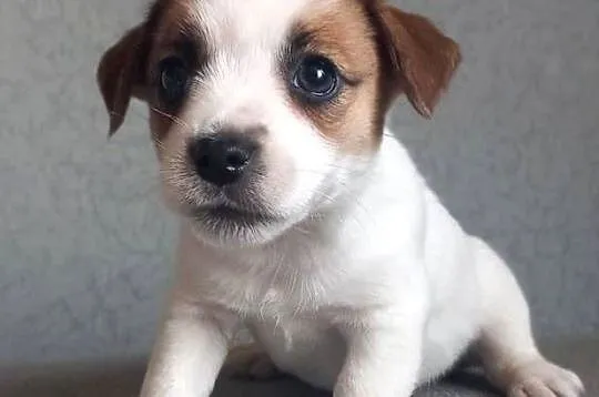 Jack Russell Terrier FCI, Mazowieckie, Winnica