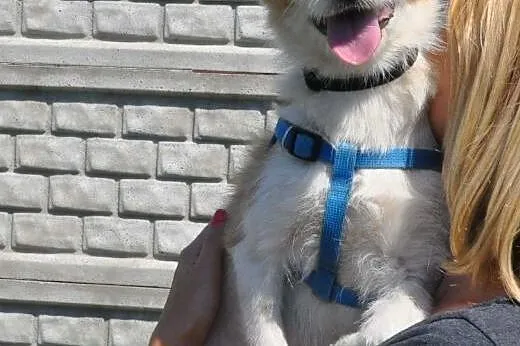 PIXI i DIXI - młodziutkie, śliczne6 kg mikro sunie