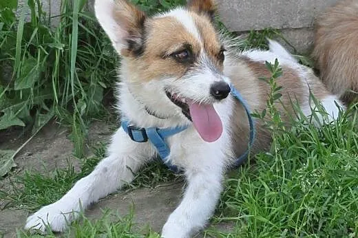 PIXI i DIXI - młodziutkie, śliczne6 kg mikro sunie
