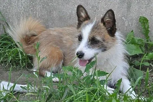 PIXI i DIXI - młodziutkie, śliczne6 kg mikro sunie