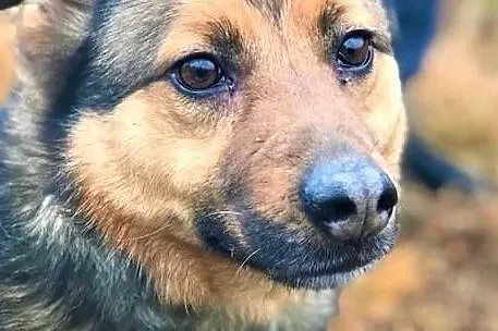 MISIEK - fajny, 3-letni psiak uratowany z łańcucha, Kraków
