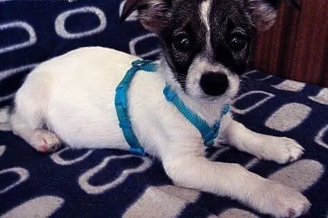 Zuzia 3 miesieczna sunia,adopcja!!,  świętokrzyski