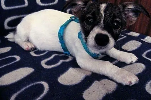 Zuzia 3 miesieczna sunia,adopcja!!,  świętokrzyski