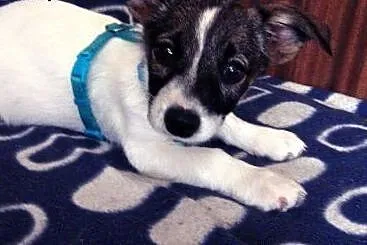Zuzia 3 miesieczna sunia,adopcja!!,  świętokrzyski