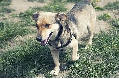 FOREST - maleńki chłopiec w typie jamnika do adopc