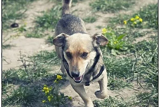 FOREST - maleńki chłopiec w typie jamnika do adopc