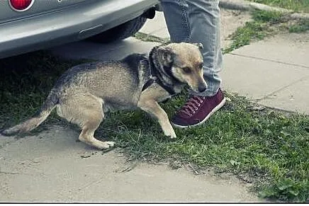 FOREST - maleńki chłopiec w typie jamnika do adopc