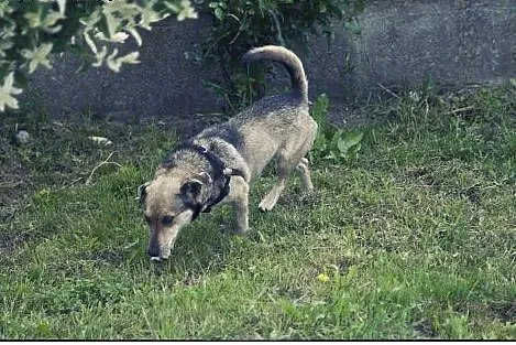 FOREST - maleńki chłopiec w typie jamnika do adopc