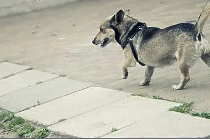 FOREST - maleńki chłopiec w typie jamnika do adopc