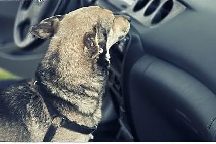 FOREST - maleńki chłopiec w typie jamnika do adopc