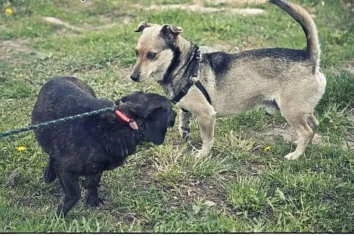 FOREST - maleńki chłopiec w typie jamnika do adopc